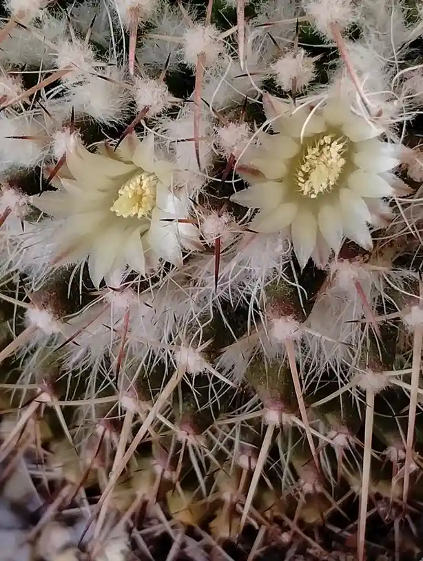 A close-up photo shows a spiky, fuzzy cactus with two pale yellow flowers blooming from its center. The cactus is covered in…