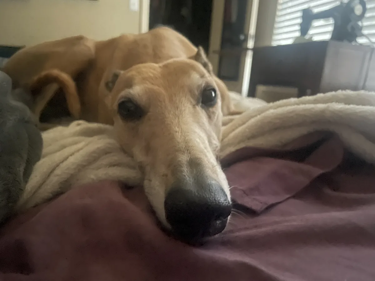 A light brown greyhound dog with large dark eyes and a long snout is lying on a bed, partially covered by a white blanket…