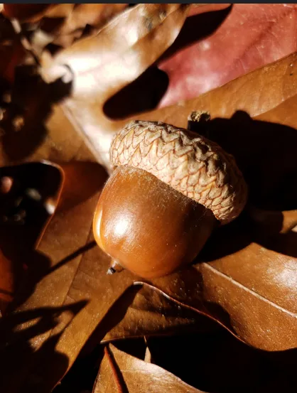 We Did It! Acorn Forever, Forever Acorns!