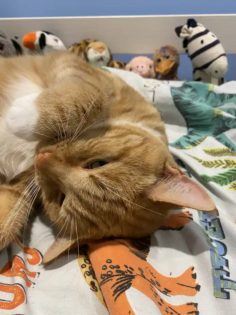 An orange tabby cat is lying on its side on a patterned blanket, appearing very sleepy with one eye half-open. Behind the…