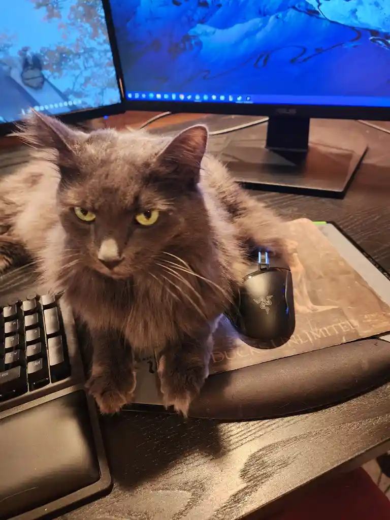 A fluffy gray cat with intense yellow eyes sits on a desk, its front paws resting on a black Razer gaming mouse placed on a…