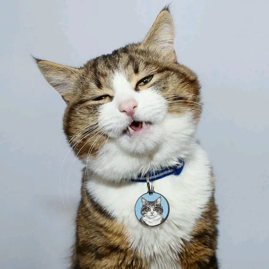 A tabby and white cat with a blue collar and a circular tag showing a portrait of another cat, is making a grumpy, slightly…