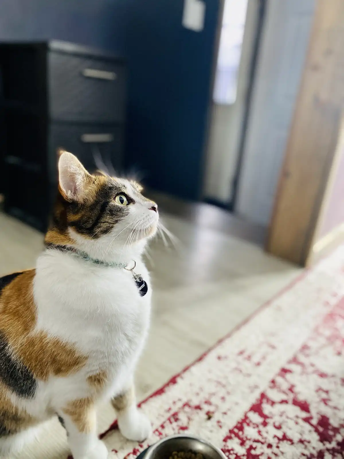 A calico cat with white, orange, and black fur sits on a red and white patterned rug next to a metal food bowl, looking…