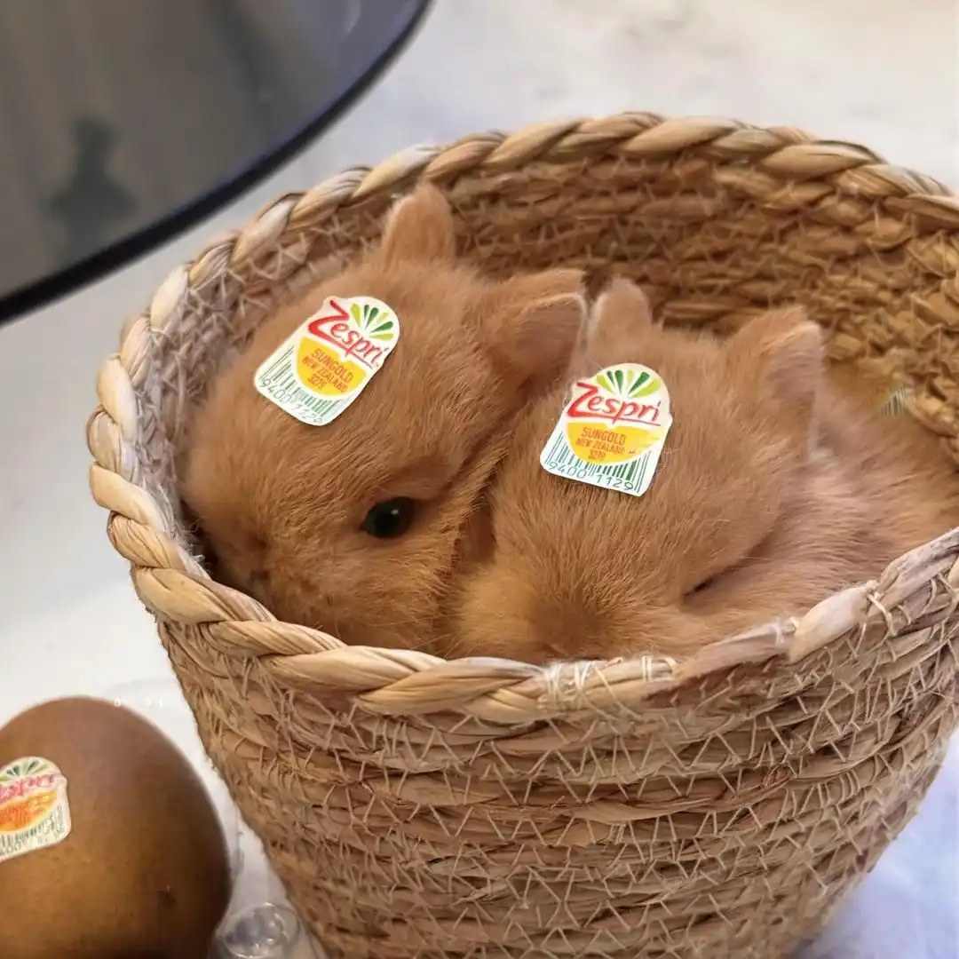 Two small, fluffy brown rabbits are curled up together inside a woven wicker basket. Each rabbit has a Zespri Sungold Kiwi…