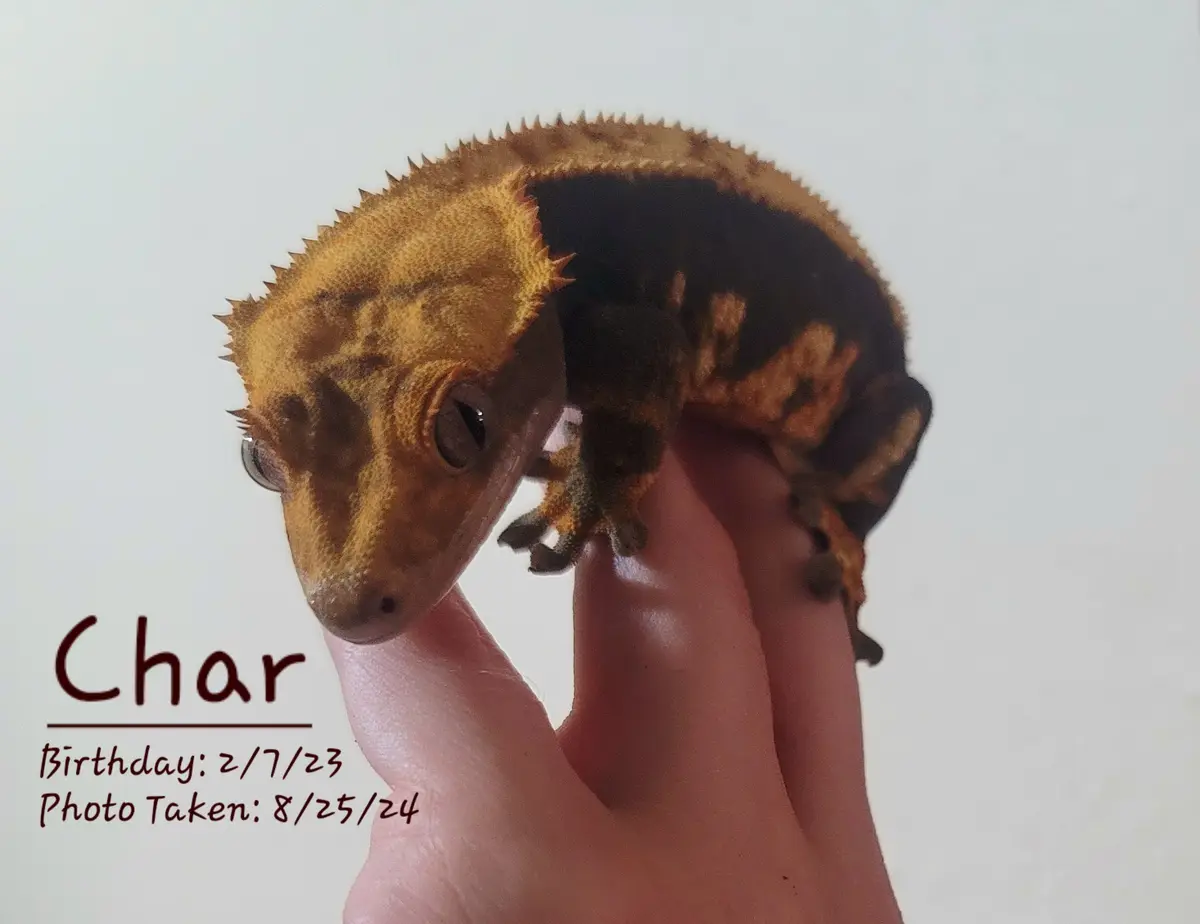 A close-up photo shows a small, orange and black crested gecko named Char perched on a person's fingers against a plain…