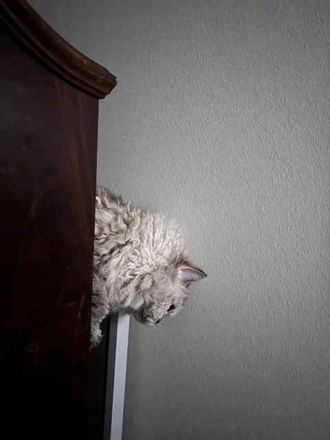 A fluffy, long-haired cat peeks out from behind a dark wooden piece of furniture, its head and shoulders visible against a…