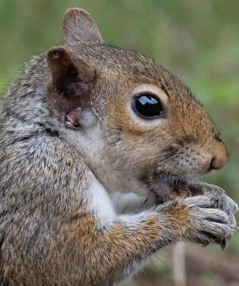 A close-up photo of a gray squirrel with brown and white fur, holding food in its paws and eating. Its left ear has a…