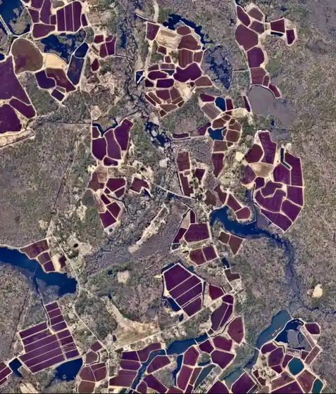 An aerial satellite image shows a patchwork of dark purple agricultural fields interspersed with waterways and green…