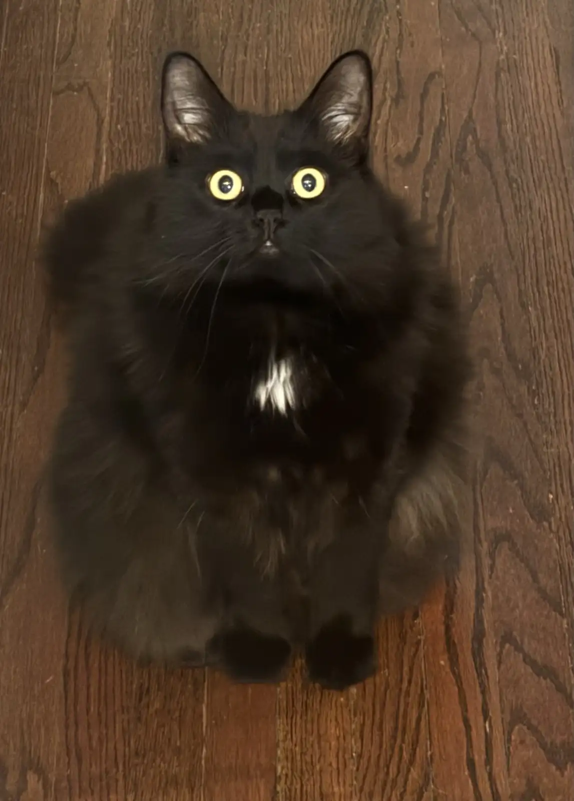 A fluffy black cat with wide, yellow eyes sits on a dark wooden floor, looking directly at the camera with a startled or…