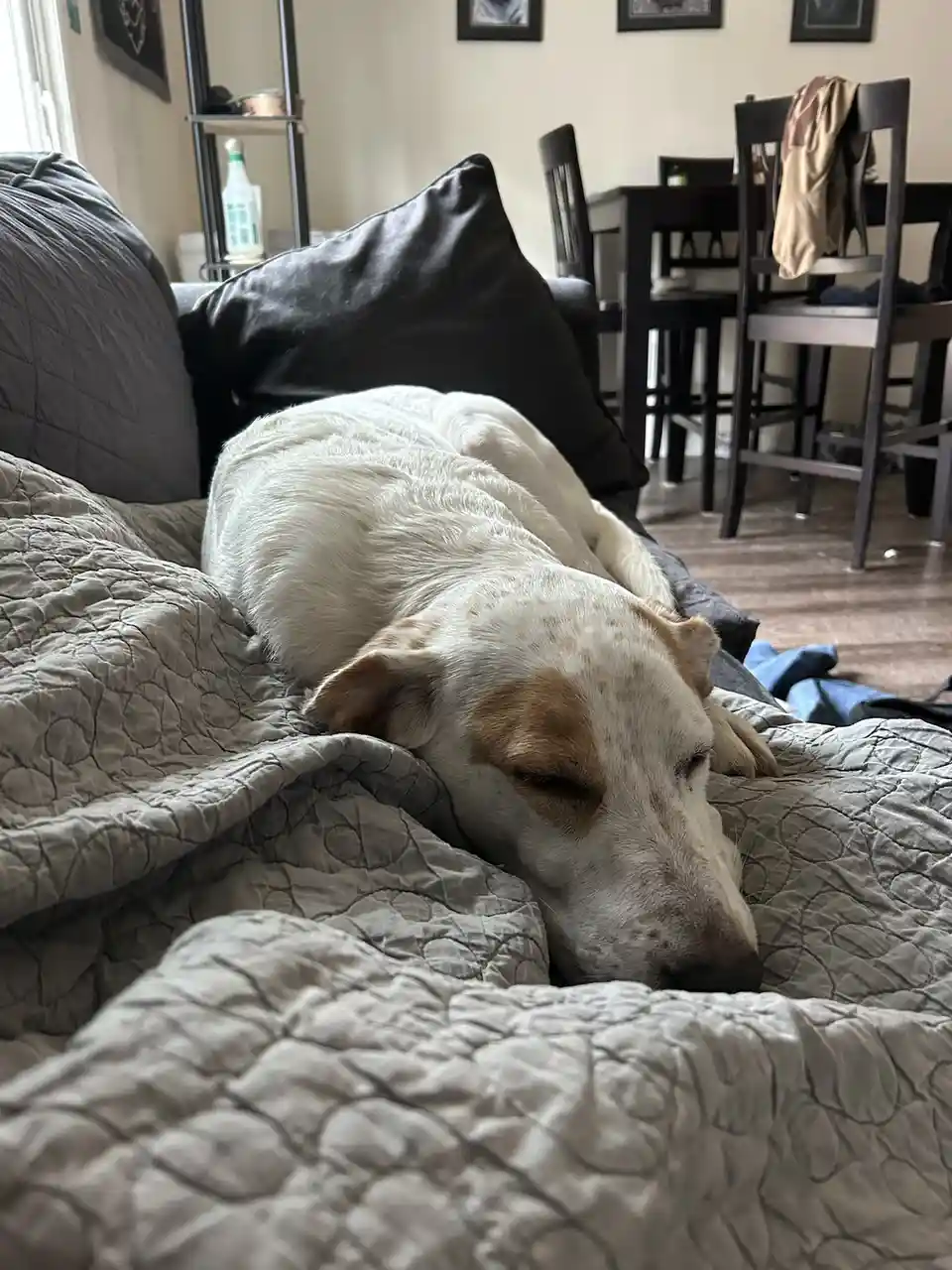 A white dog with brown patches is sleeping peacefully on a gray quilted couch, its head resting on the fabric. The…