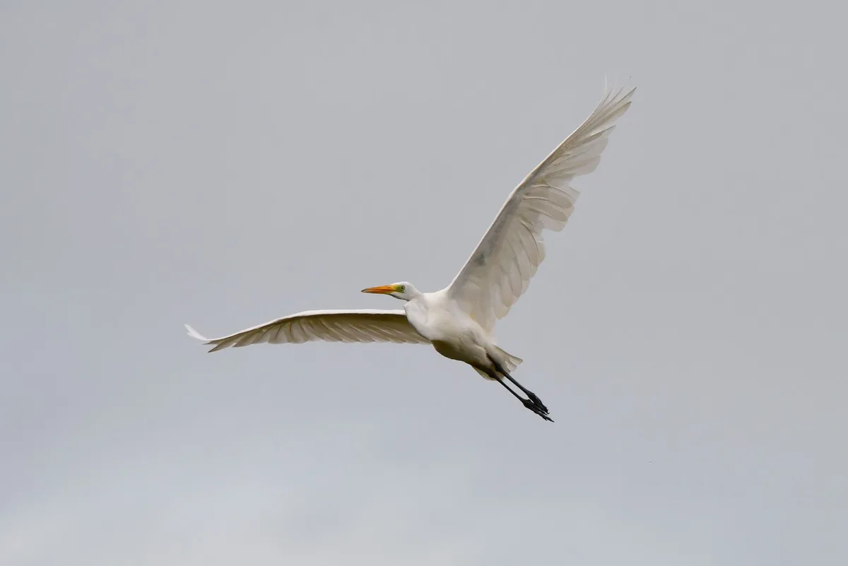 Majestic Great Egret in Focus