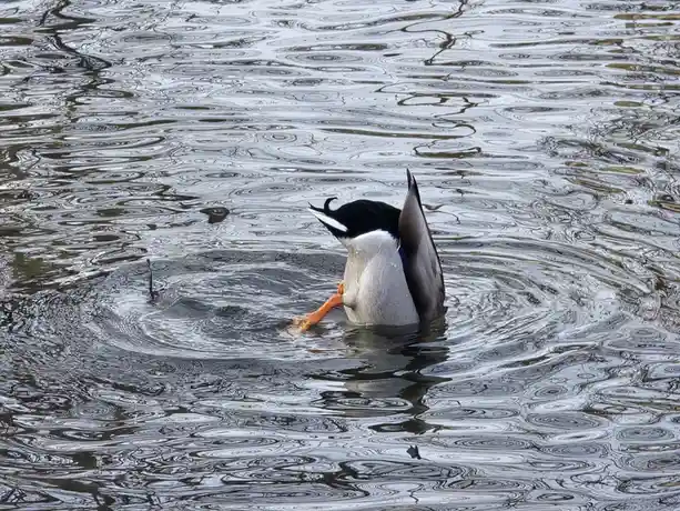 A duck with a black head, white neck, and grey body is submerged in water with its head and tail visible, creating ripples…