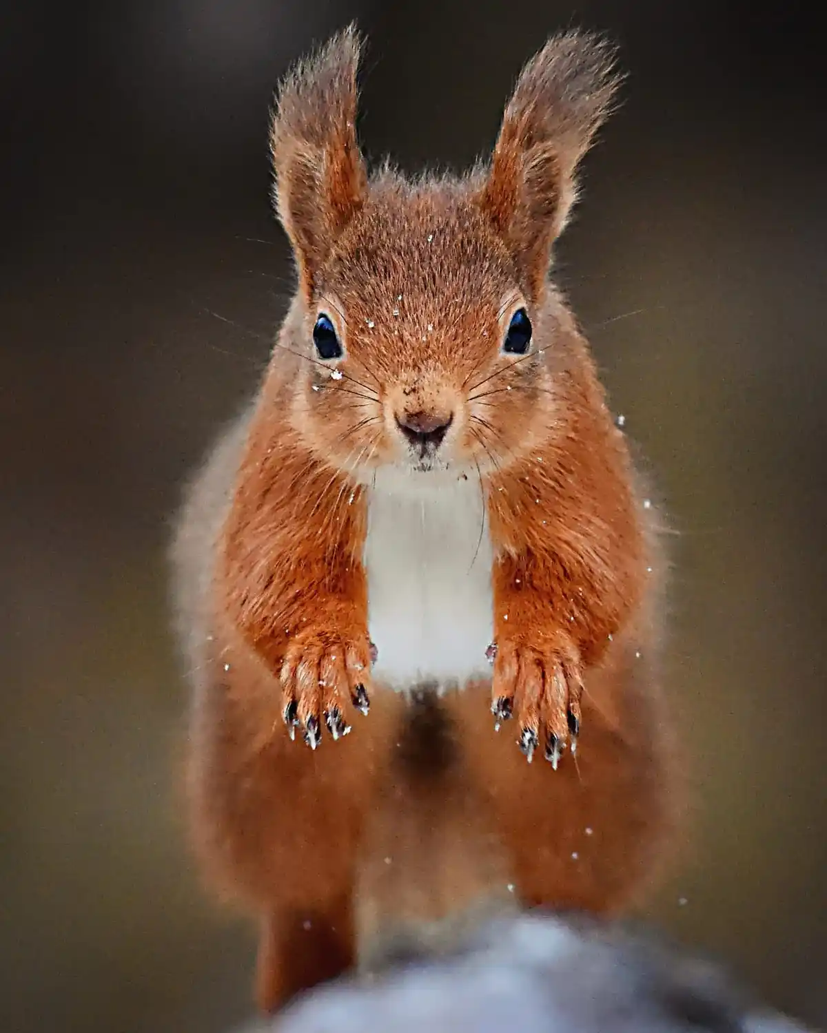 A close-up photo of a red squirrel with bright blue eyes and snowflakes on its fur, looking directly at the camera with its…