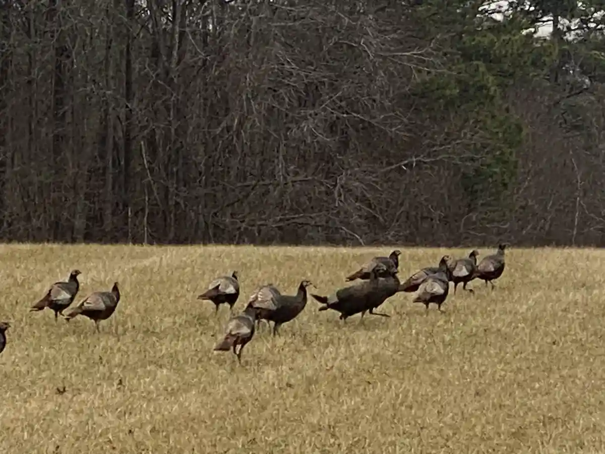 A group of wild turkeys are running across a dry, grassy field with a line of bare trees in the background. The birds are…