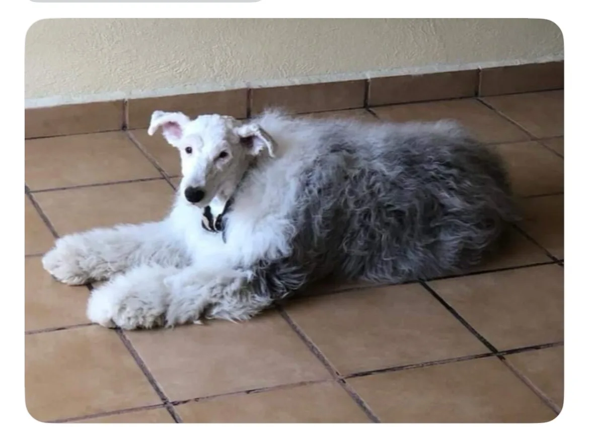 Dogs sporting some unique and interesting haircuts