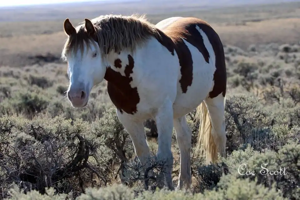 A pinto horse with a white face and brown patches stands in a dry, brushy field. The horse has a calm, slightly melancholic…