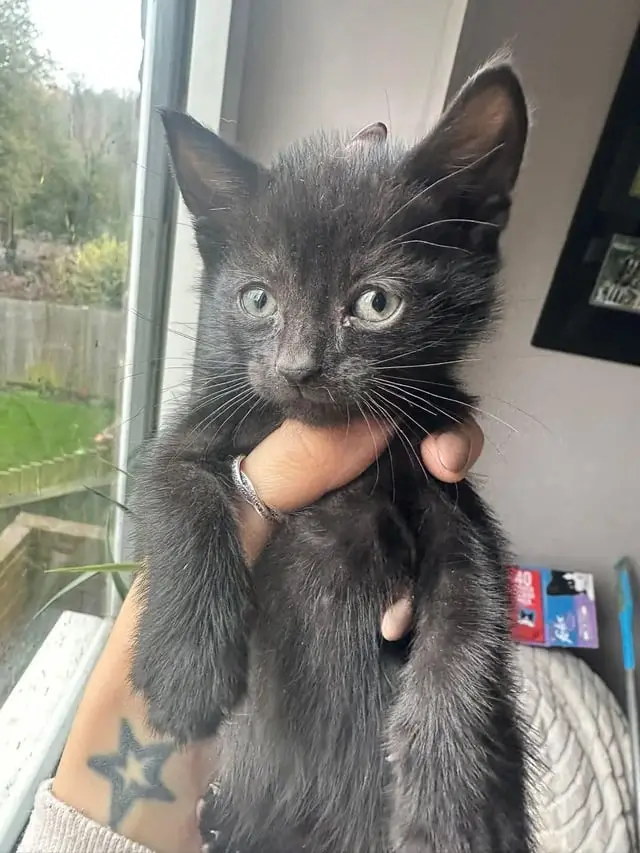 A small black kitten with wide, light-colored eyes is being held upright by a person's hand around its chest. The kitten's…