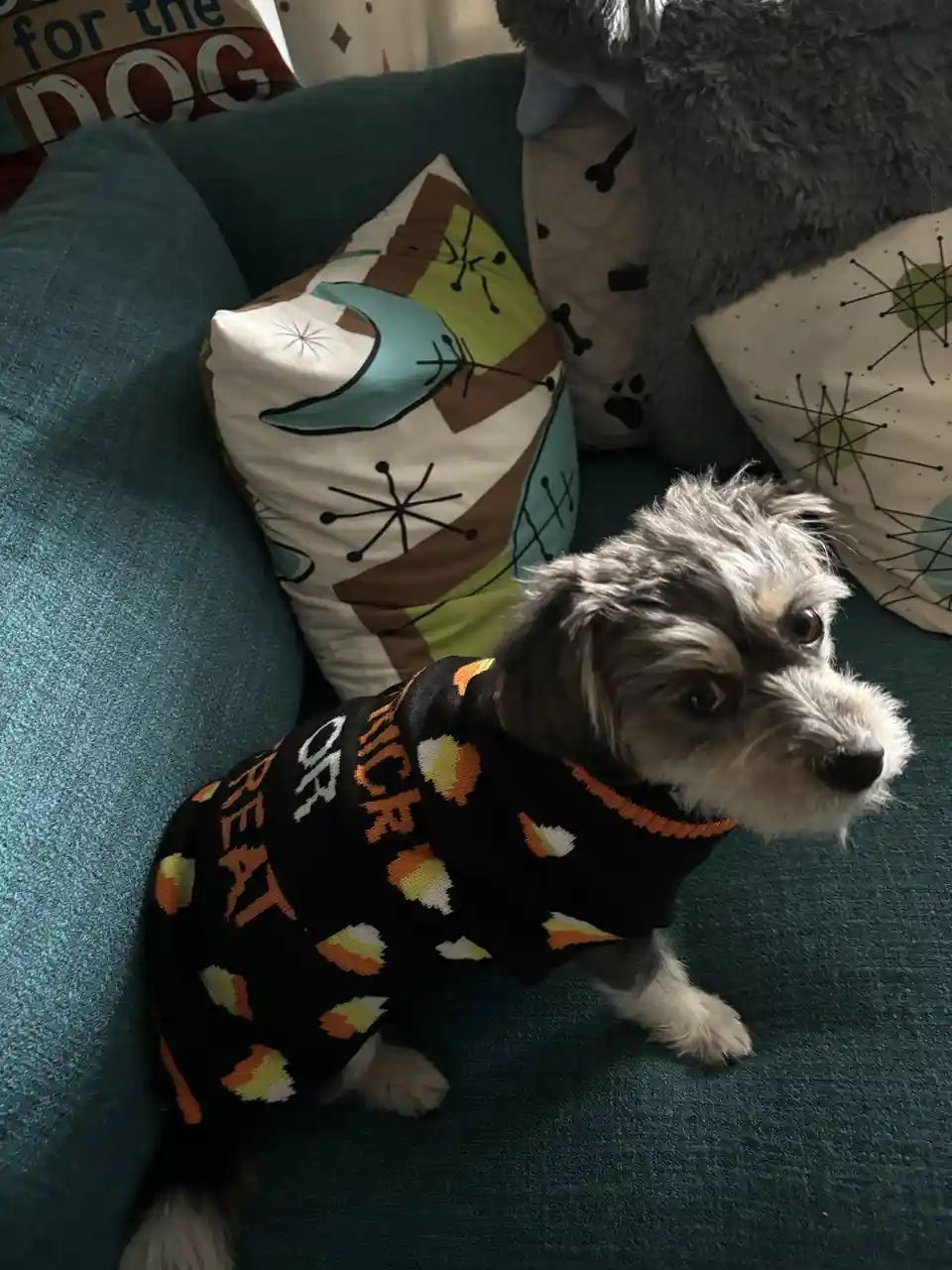 A small, scruffy gray and white dog wearing a black sweater with candy corn patterns and the word 'BEAT' in orange letters…