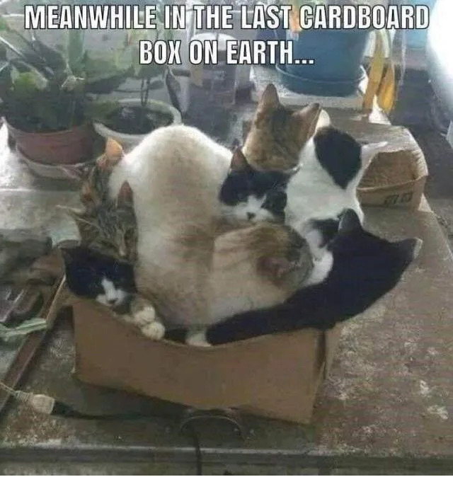 A cluttered indoor scene shows a small, flattened cardboard box overflowing with at least six cats of various colors and…