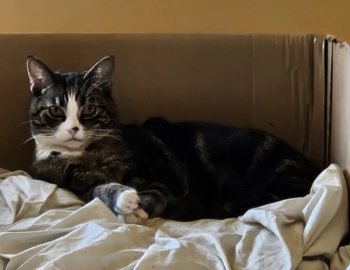 A black and white tabby cat with a grumpy expression lies curled up inside a cardboard box lined with white sheets. The…