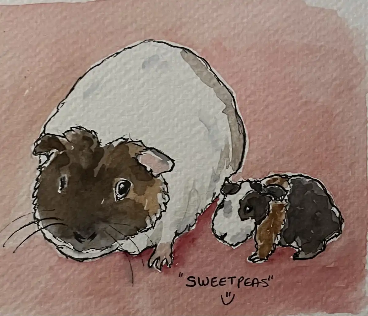 Adorable baby guinea pig snuggles with mama!