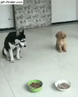 A sequence of six images shows a black and white husky and a small golden puppy facing each other with separate food bowls…