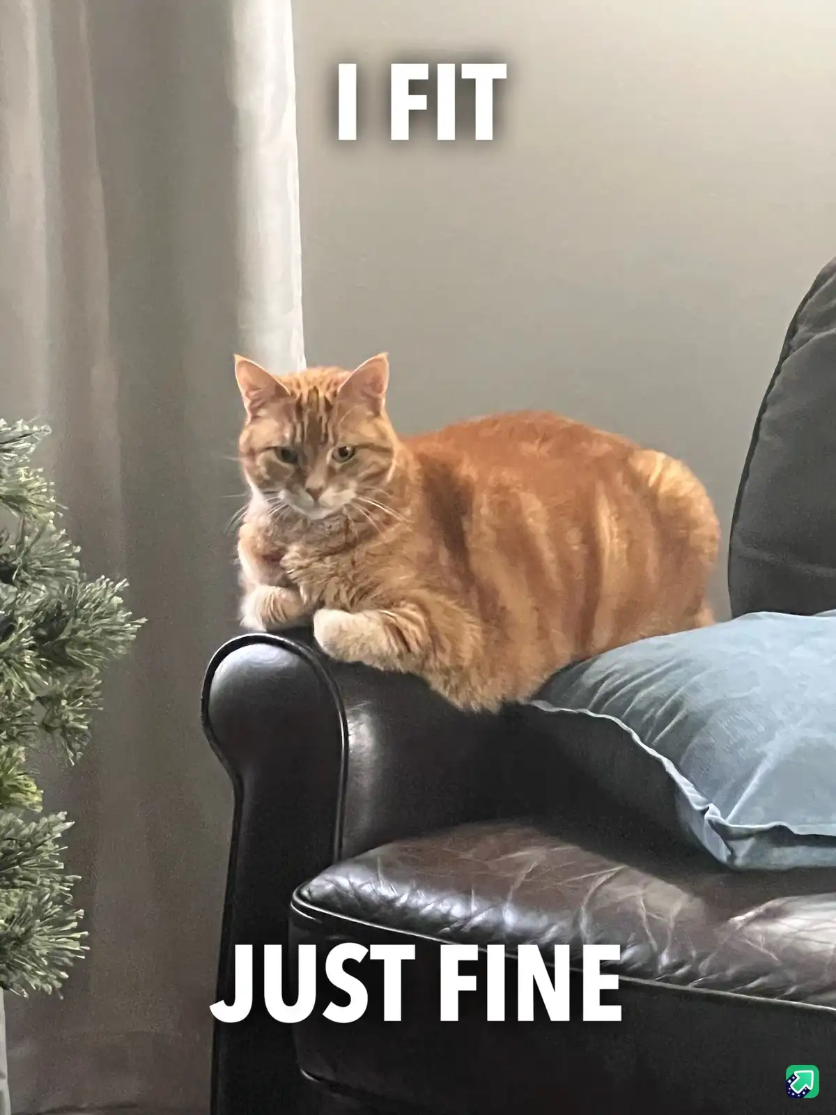 A plump orange tabby cat is lounging on the curved armrest of a black leather chair, looking directly at the camera with a…