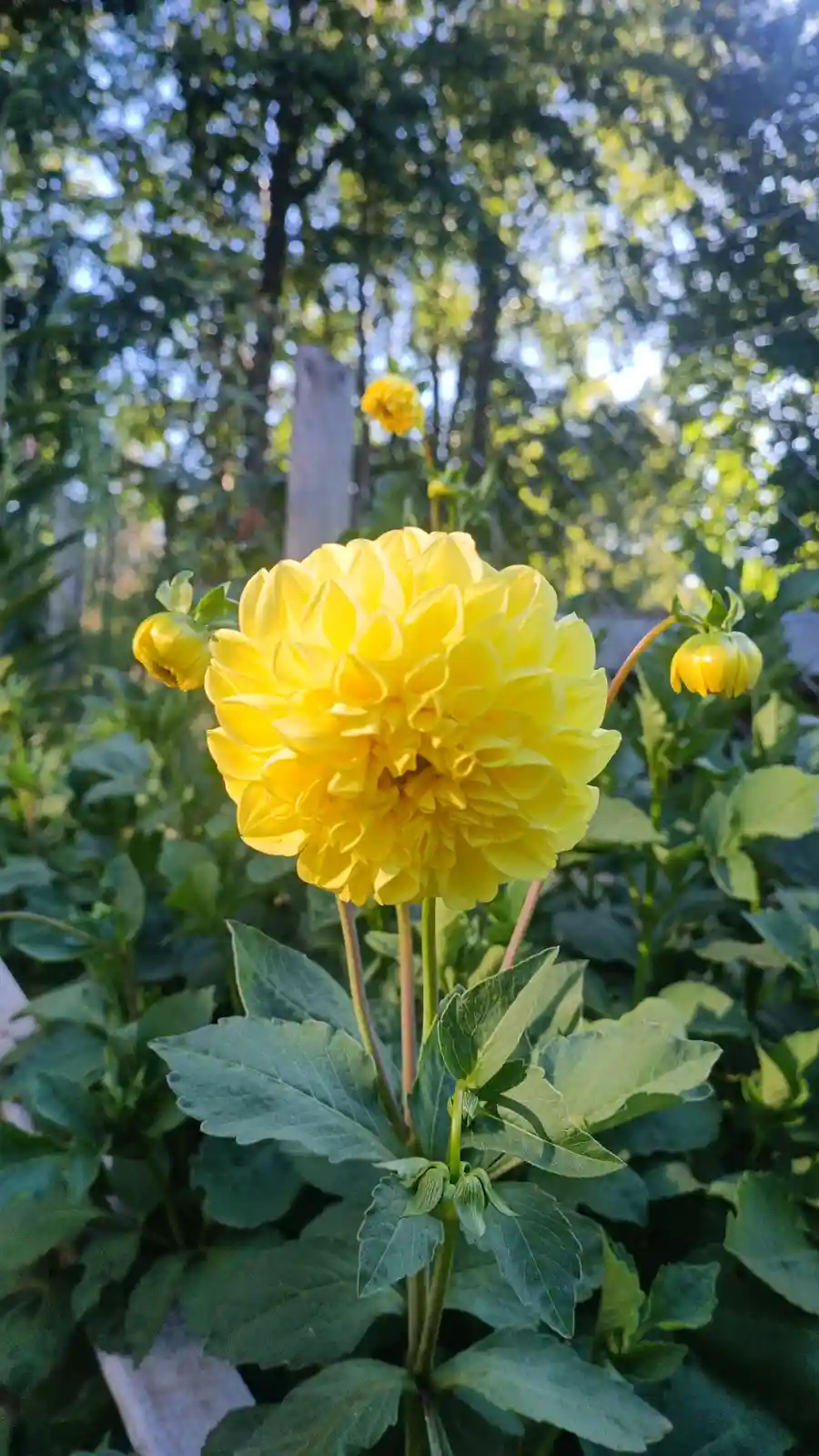 A close-up photograph of a large, bright yellow dahlia flower in full bloom, surrounded by green leaves and stems in a…