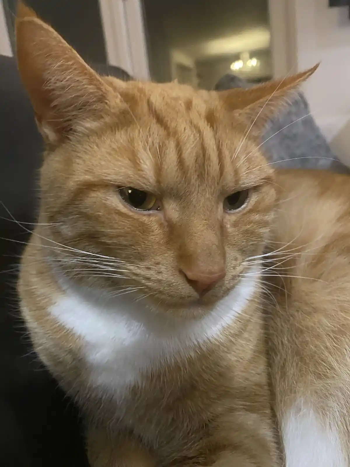 A close-up photo of an orange tabby cat with a white chest, looking directly at the camera with narrowed, unimpressed eyes…