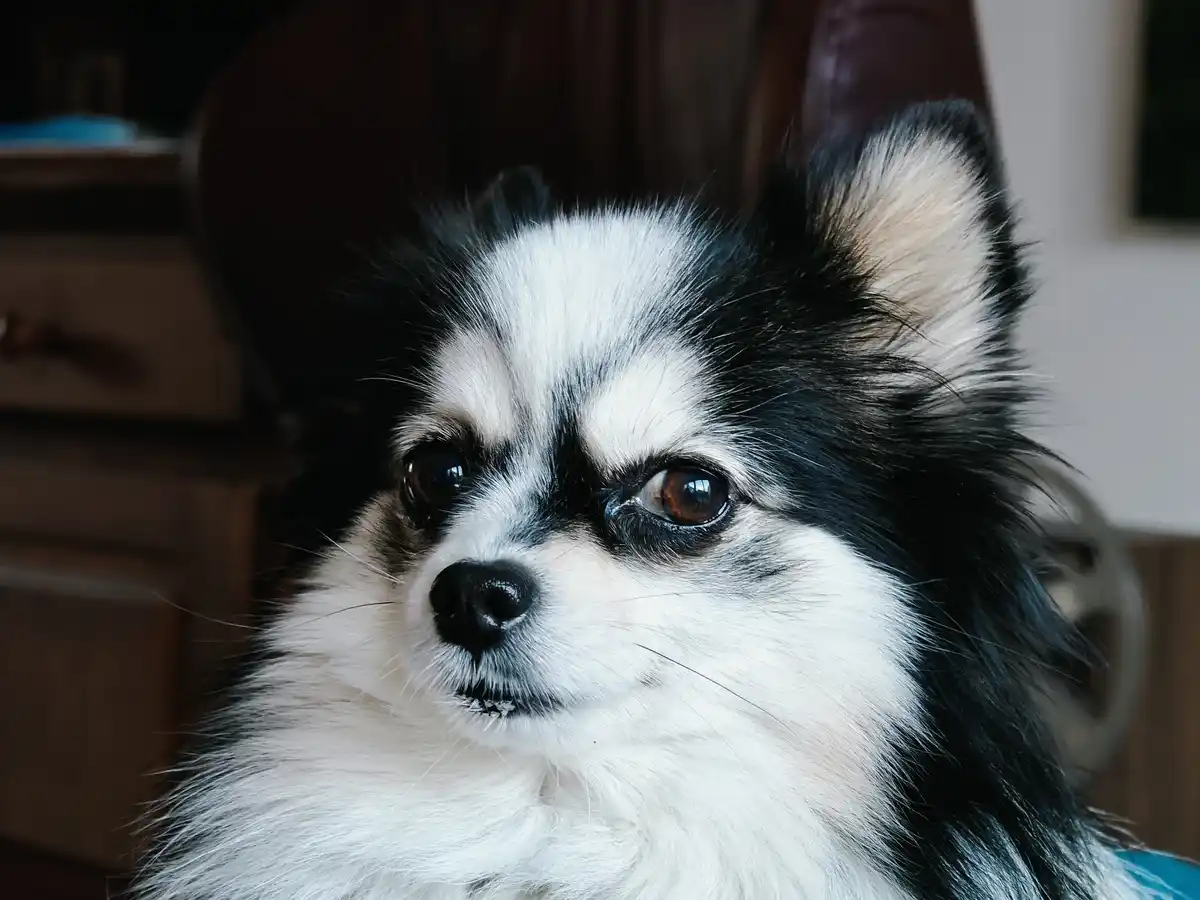 A close-up photo of a black and white fluffy dog with a serious, slightly downturned expression, looking directly at the…