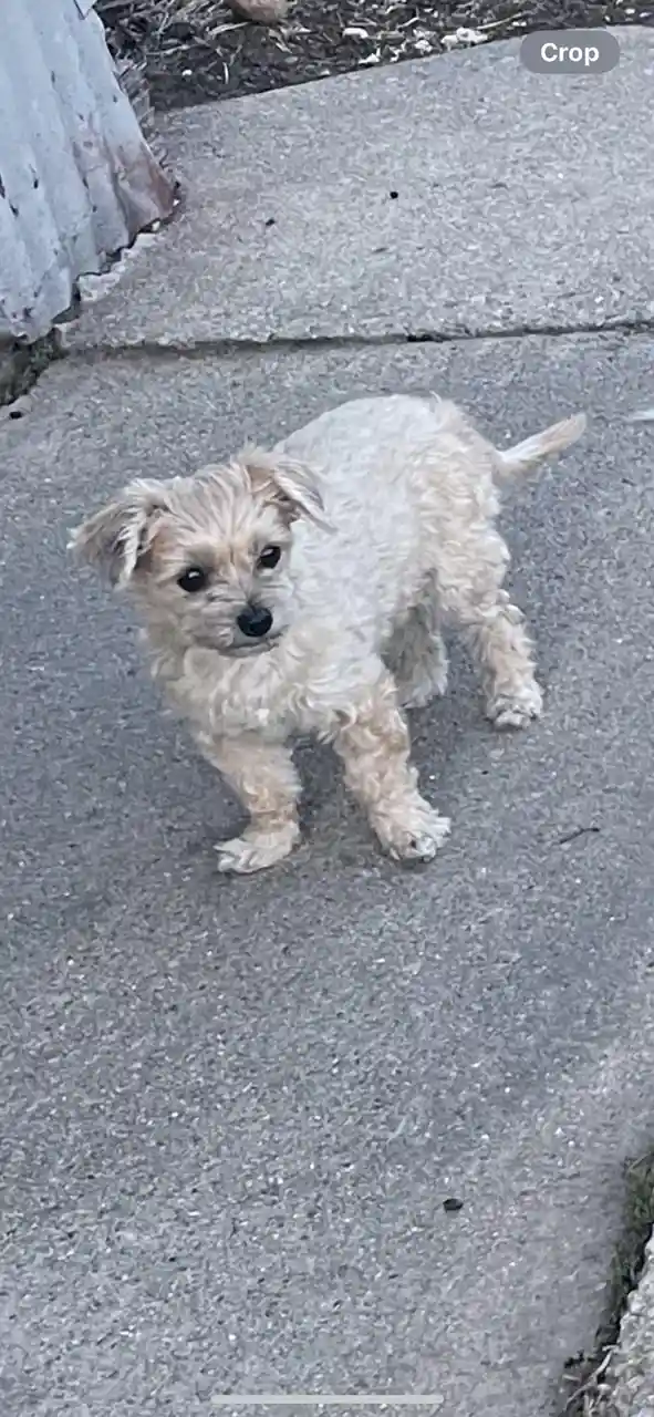 Meet my adorable puppy companion!