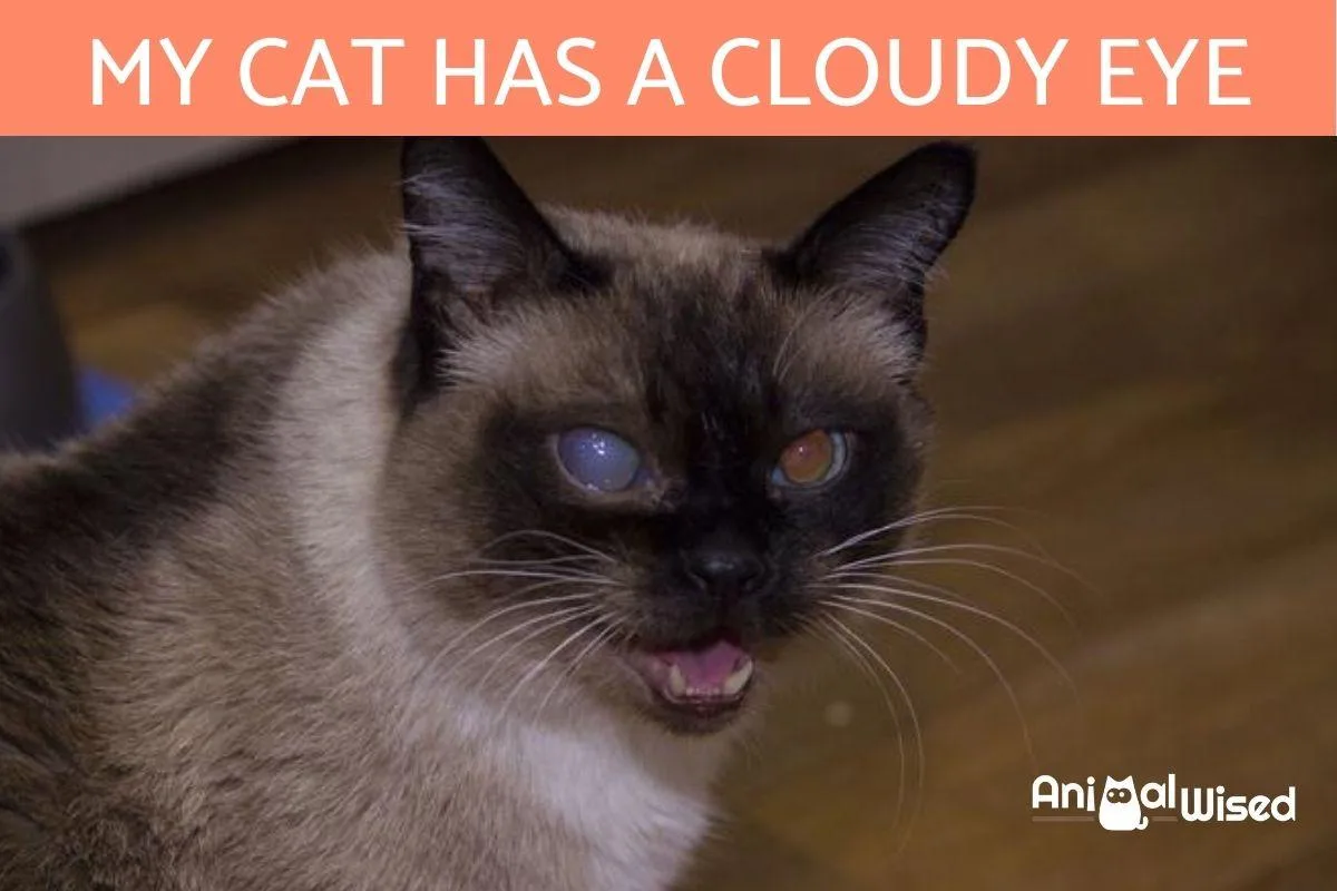 A close-up photo of a Siamese cat with one eye appearing cloudy and blue, and the other eye appearing normal and brown, with…