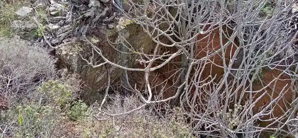 A photo of a dense tangle of bare, greyish-white tree branches in a dry, rocky, brushy landscape with reddish-brown soil…