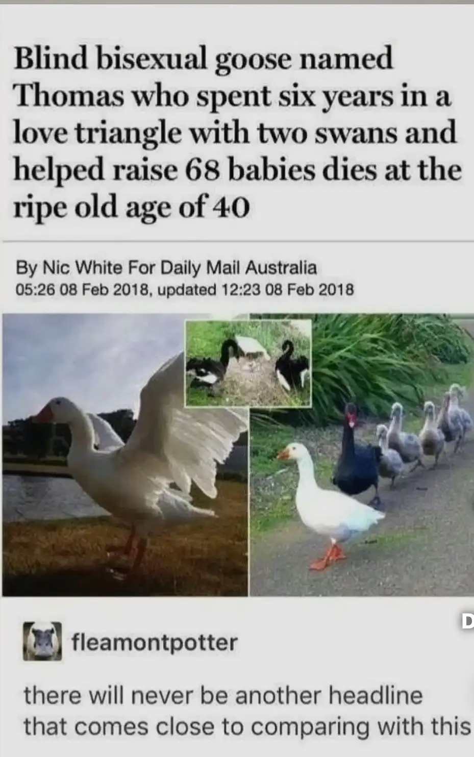 The image displays a mock news article with a headline about a goose named Thomas, featuring photos of a white goose, a…