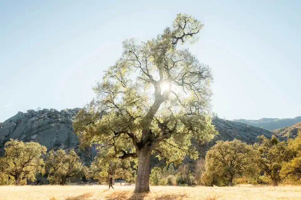Nature's Majesty: The Mighty Tree