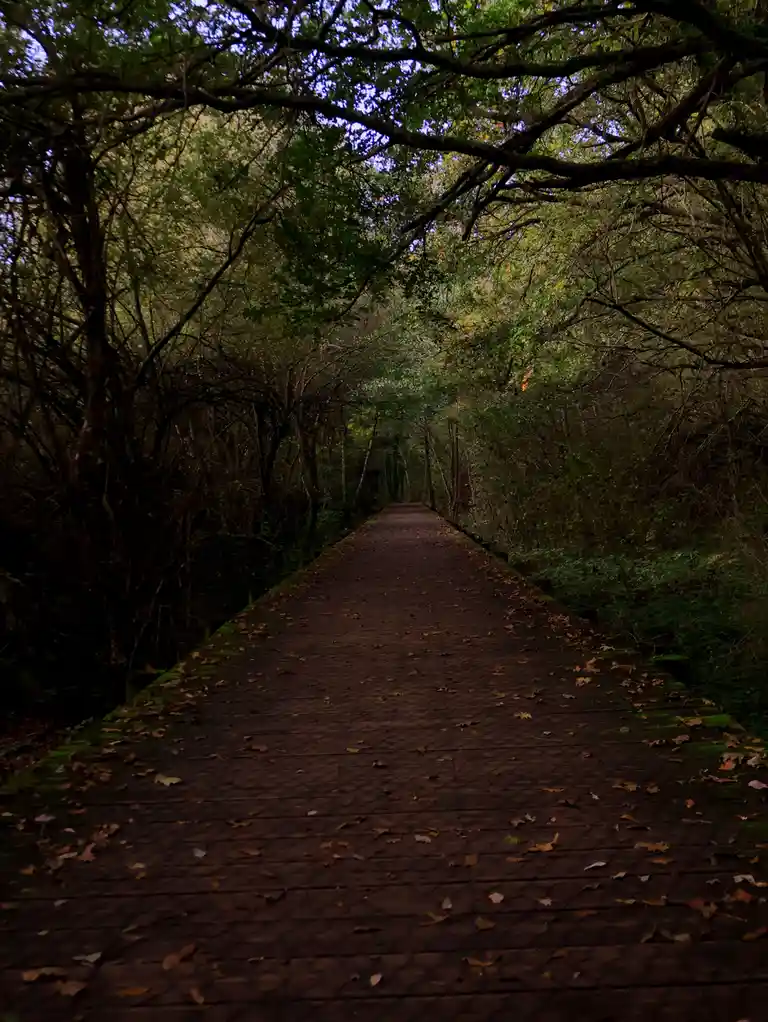 A dimly lit, leaf-strewn wooden boardwalk stretches into a dense, tree-canopied forest, creating a tunnel-like effect…