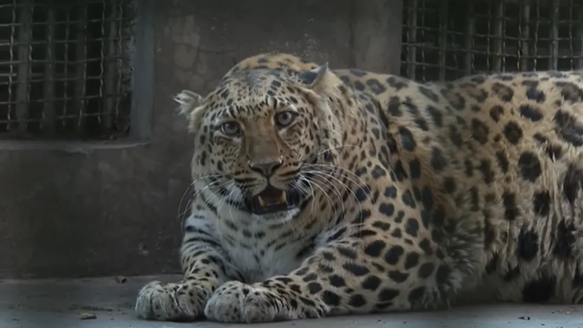 The Face-Eating Leopards Are About to Feast