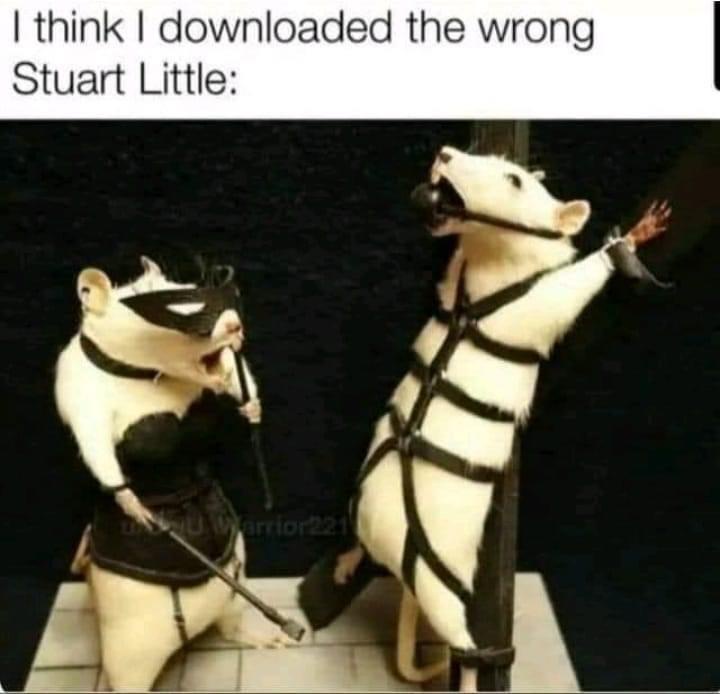 Two white rats dressed in black leather outfits, one wearing a mask and holding a whip while the other is strapped to a pole…