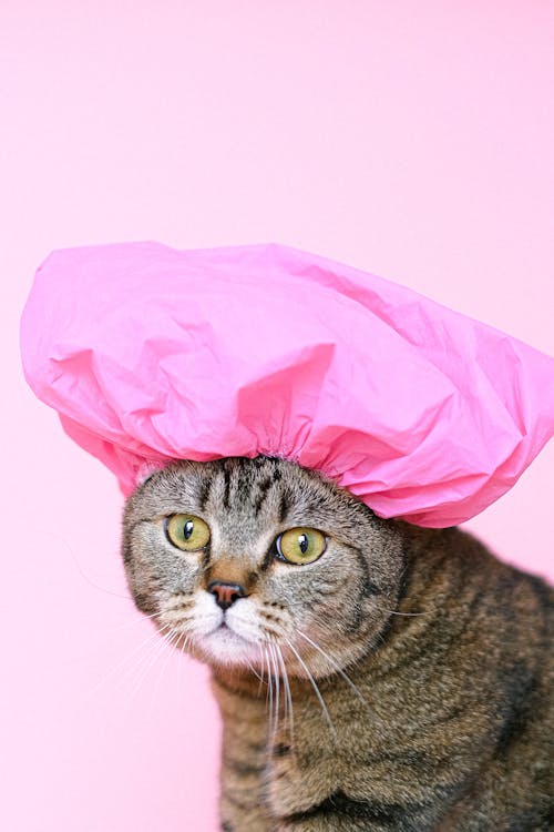 A tabby cat with wide, startled yellow eyes stares directly at the camera while wearing a bright pink shower cap against a…