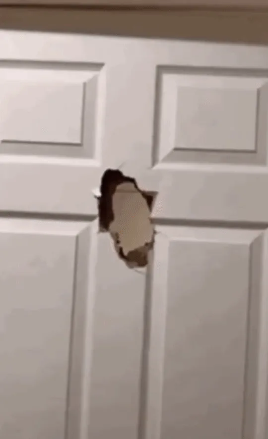 And now, presenting... HEEEEEEEERE'S...