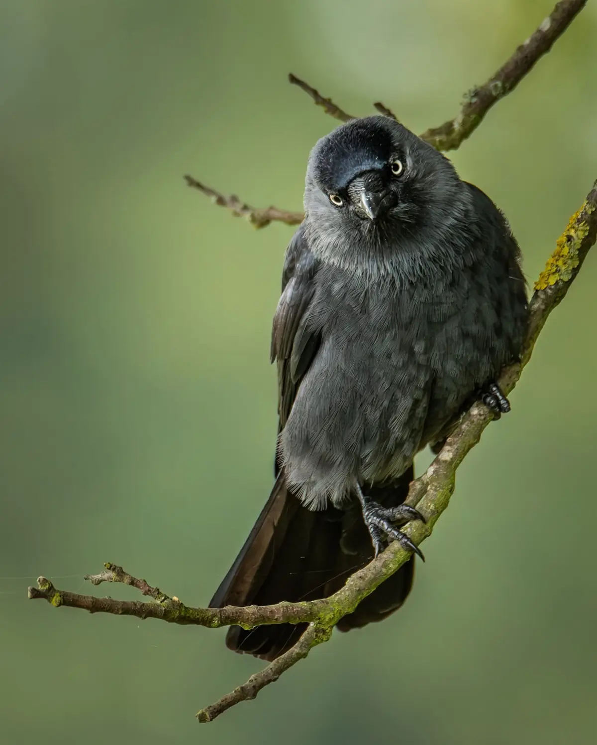 A close-up photograph of a dark gray bird perched on a tree branch, looking directly at the camera with a seemingly intense…