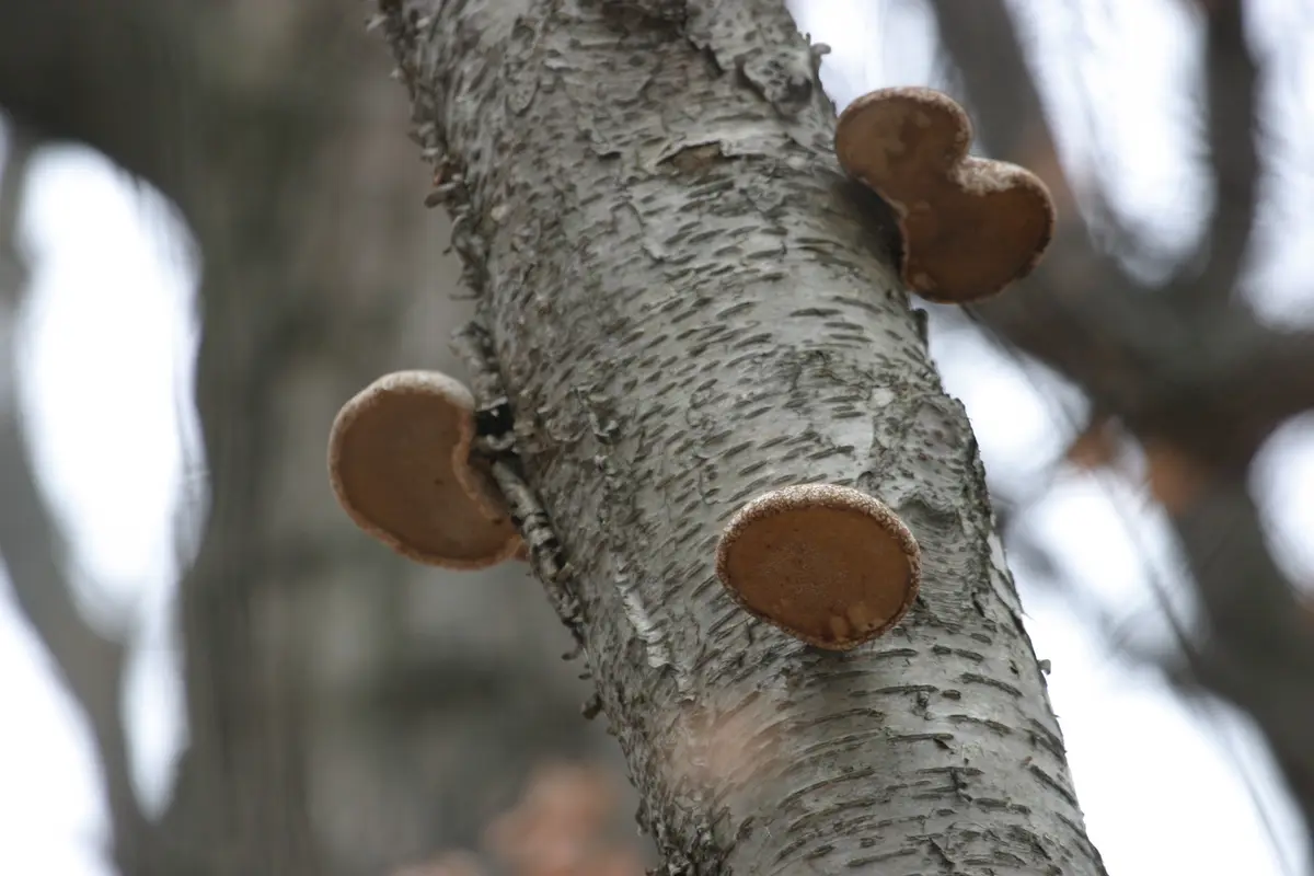 A close-up photo shows three brown, shelf-like fungi growing on the textured, peeling bark of a light-gray tree trunk. One…