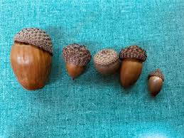 A Friendly Reminder About the Wisdom of Acorns...