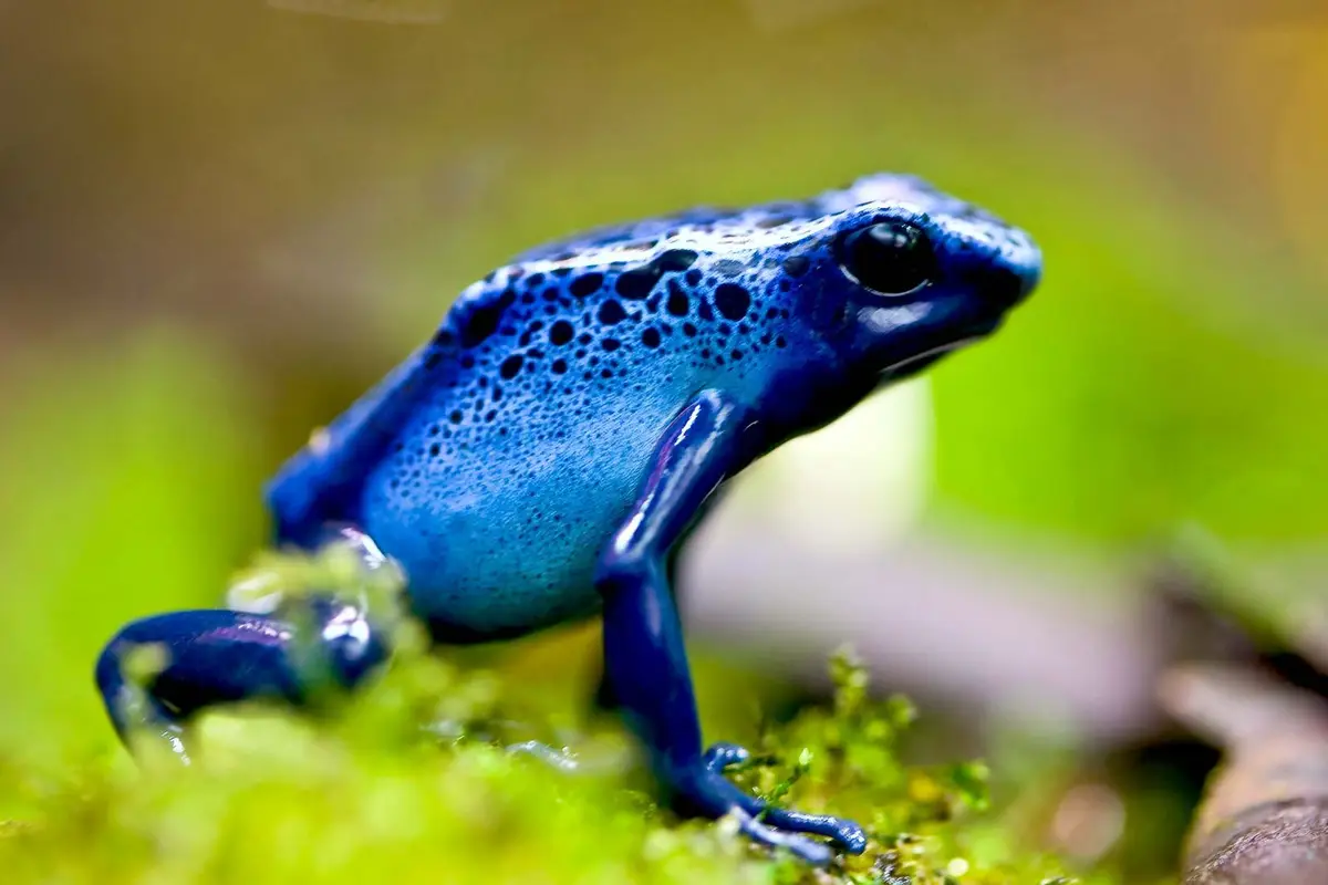 A vibrant blue poison dart frog with black spots sits on green moss, looking alert. The overlaid text reads 'i'm not a frog…