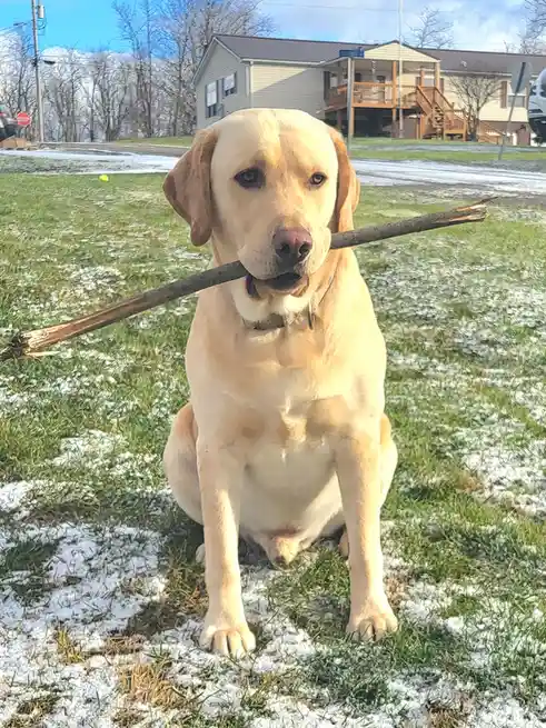 Owsley and Stick: A Masterpiece on Canvas
