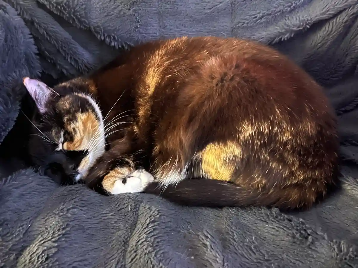 Sleepy Mow making the cutest faces #2