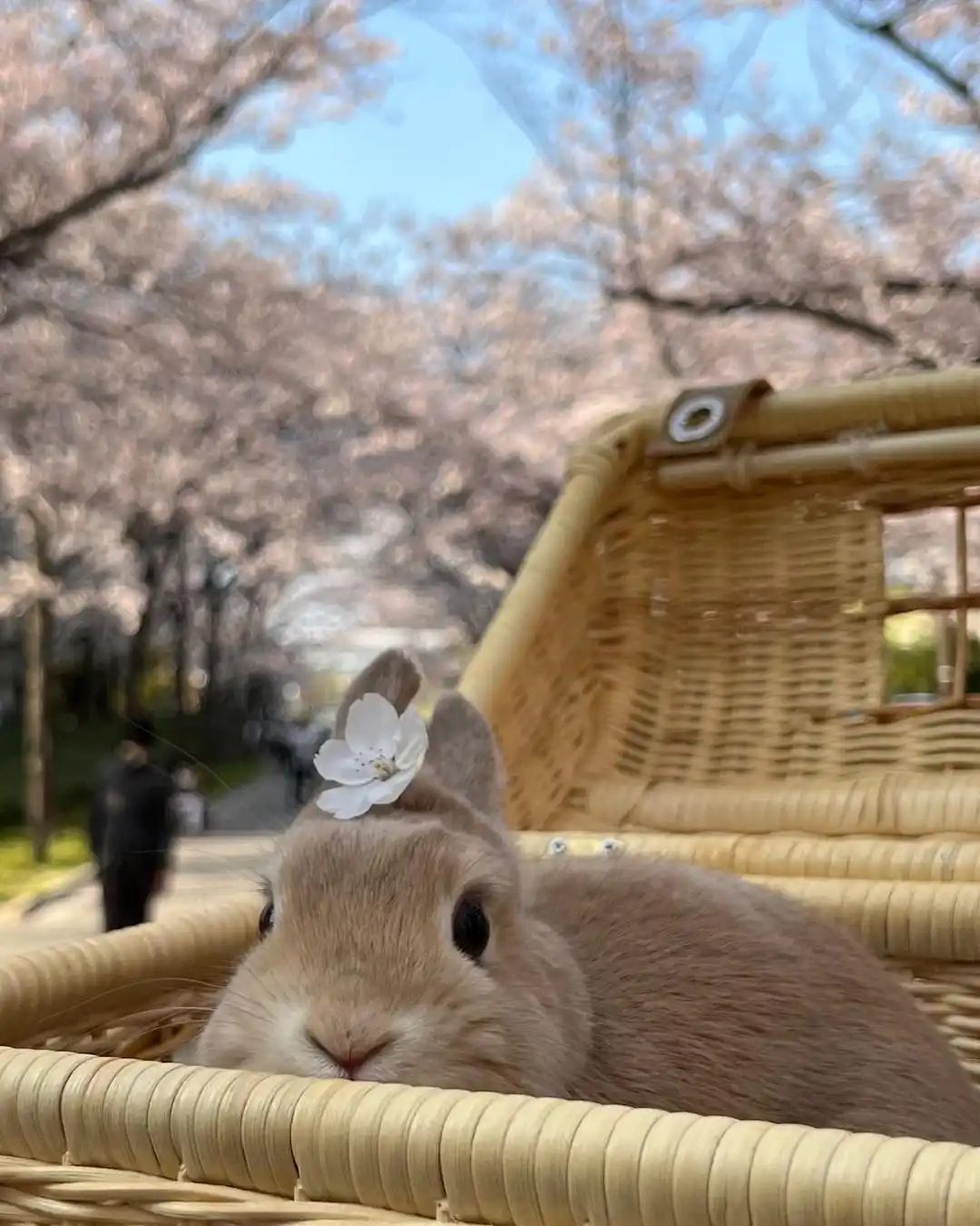 A Delightful Basket of Buns