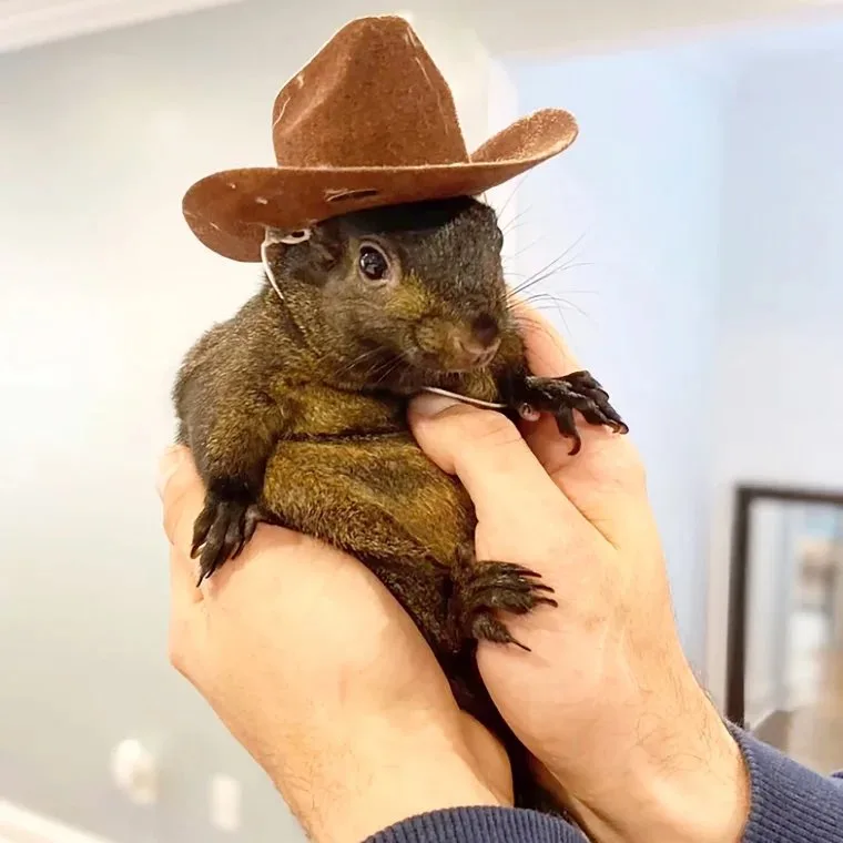 A small, dark-furred squirrel is being held gently in a person's hands, wearing a tiny brown cowboy hat secured with a thin…