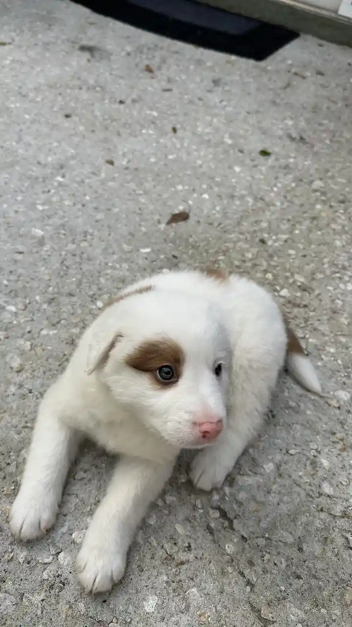 A small white puppy with brown markings on its face and ears sits on a concrete surface, looking up with large, expressive…