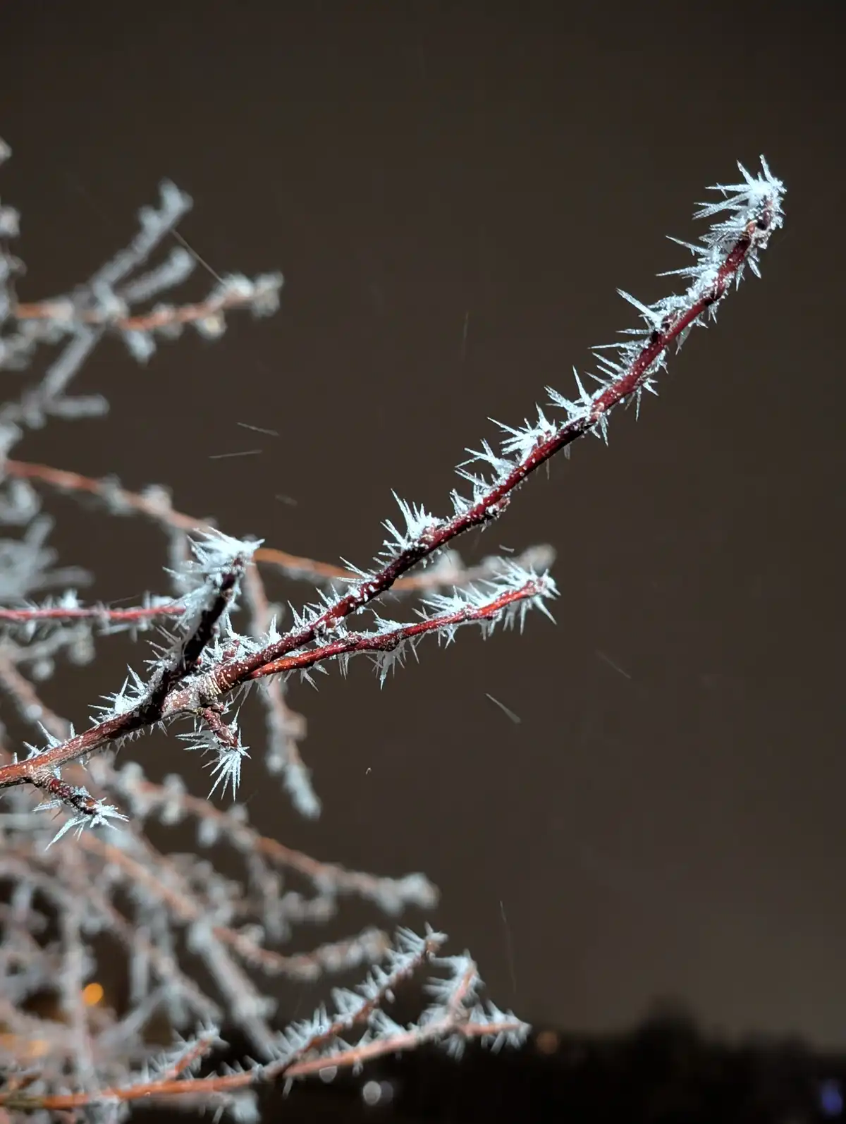 A close-up photograph shows thin, reddish-brown plant branches covered in intricate, spiky white frost crystals against a…